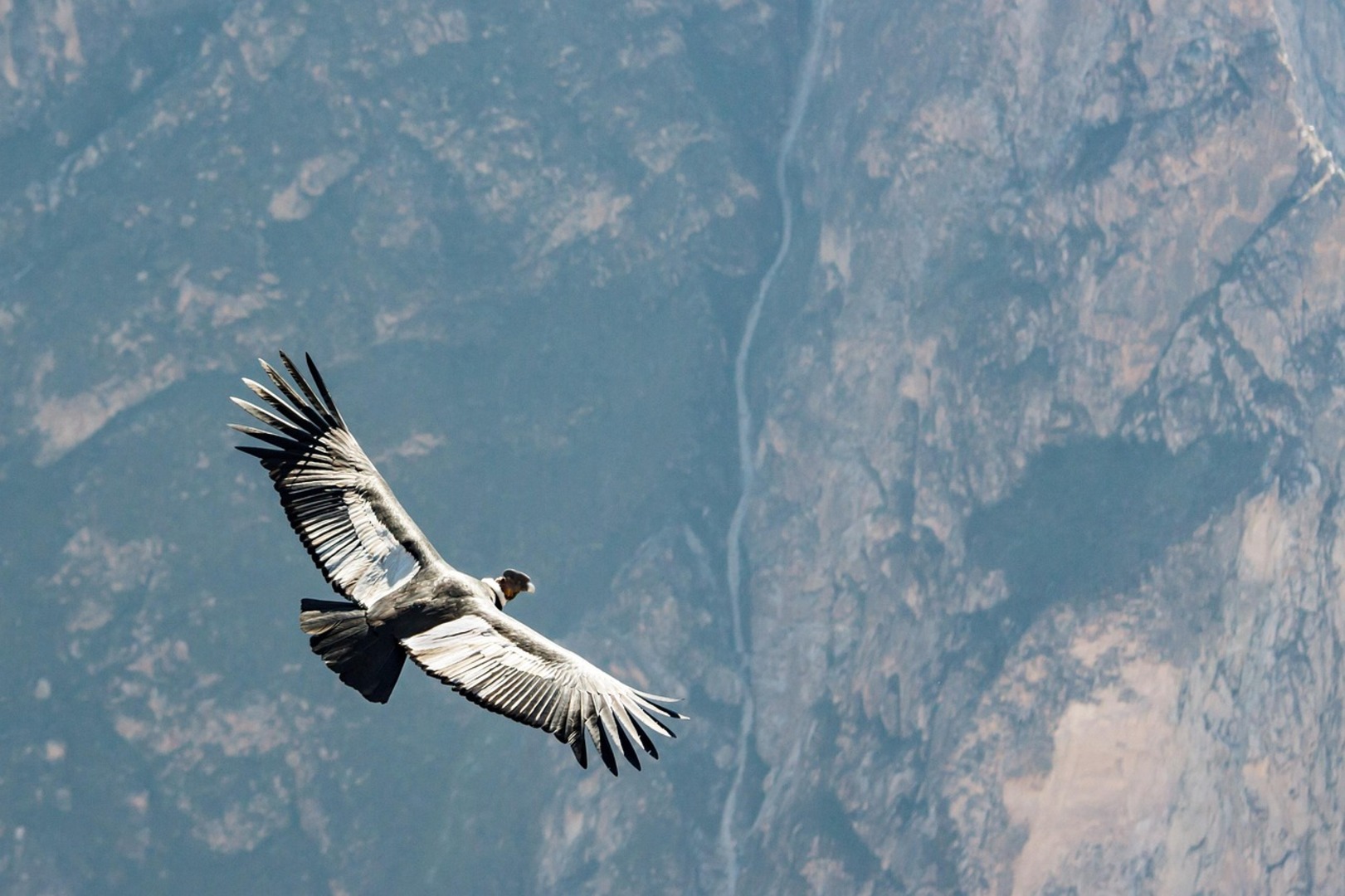 Andean Condor in Highland Landscape